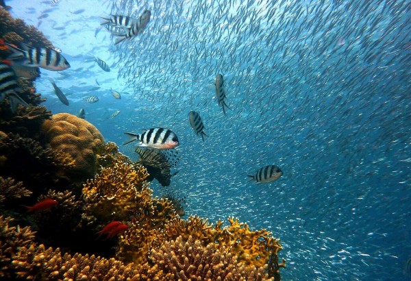 diving in Ionian Sea Albania